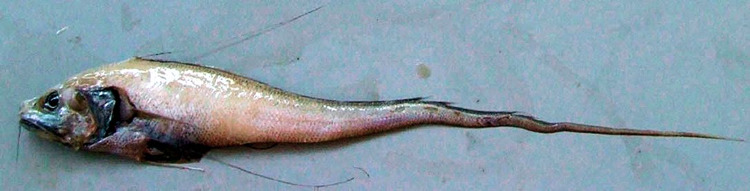 Gadomus longifilis_02.jpg